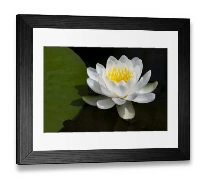 Framed Print : USA, Minnesota, La Salle Lake State Recration Area, La Salle Creek, Water Lilly Framed Print : USA, Minnesota, La Salle Lake State Recration Area, La Salle Creek, Water Lilly