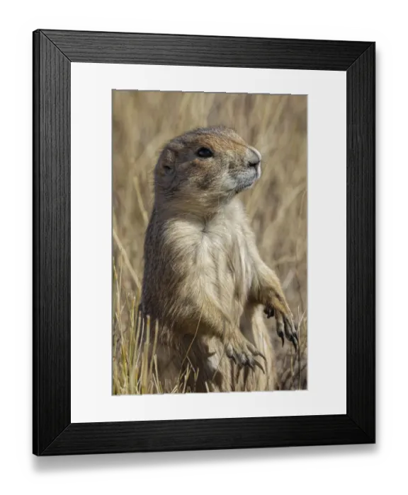 Framed Print : Black-tailed prairie dog, Greycliff Prairie Dog Town State Park, near Livingston, Montana Framed Print : Black-tailed prairie dog, Greycliff Prairie Dog Town State Park, near Livingston, Montana