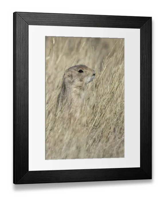 Framed Print : Black-tailed prairie dog, Greycliff Prairie Dog Town State Park, near Livingston, Montana Framed Print : Black-tailed prairie dog, Greycliff Prairie Dog Town State Park, near Livingston, Montana