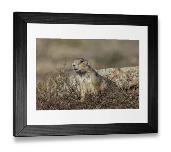 Framed Print : Black-tailed prairie dog, Greycliff Prairie Dog Town State Park, near Livingston, Montana Framed Print : Black-tailed prairie dog, Greycliff Prairie Dog Town State Park, near Livingston, Montana