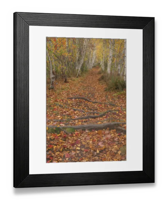 Framed Print : USA, Maine, Acadia National Park. Tree roots in forest trail Framed Print : USA, Maine, Acadia National Park. Tree roots in forest trail