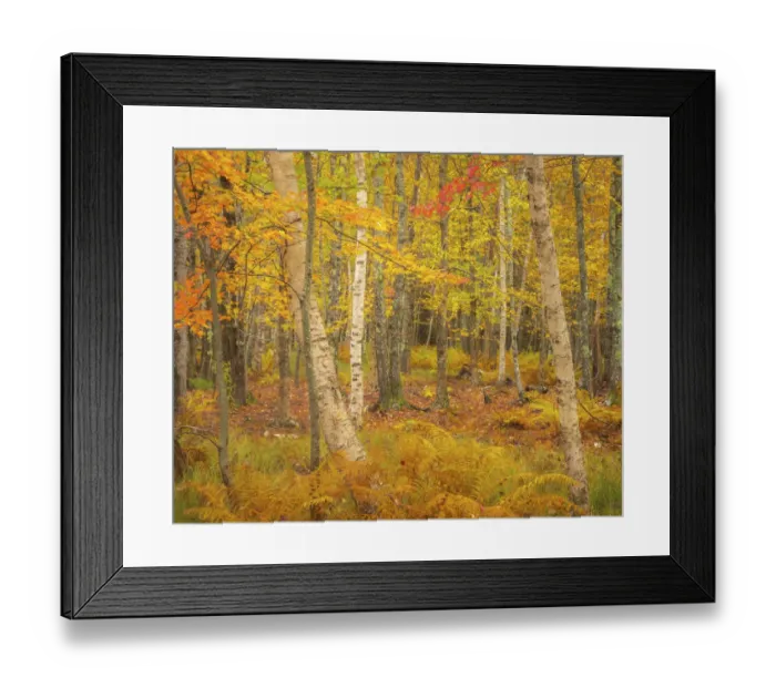 Framed Print : USA, Maine, Acadia National Park. Autumn colors in forest Framed Print : USA, Maine, Acadia National Park. Autumn colors in forest