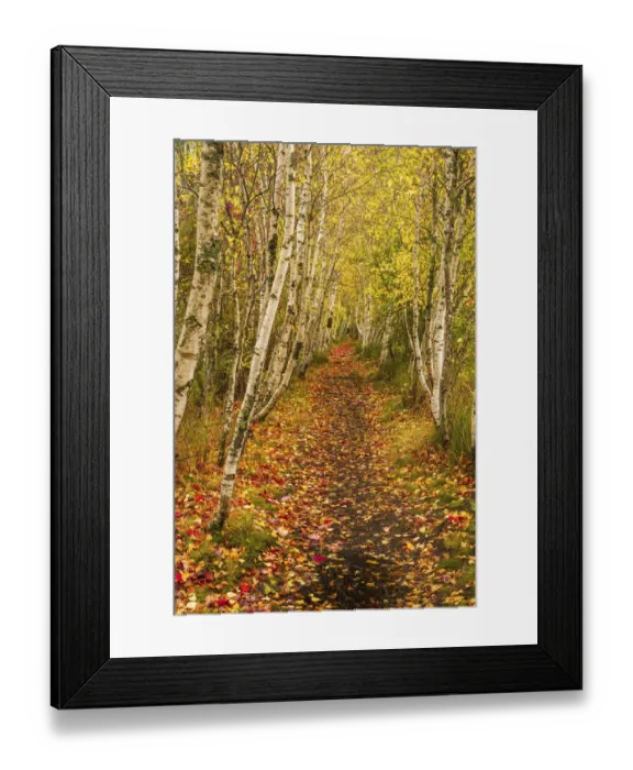 Framed Print : USA, Maine, Acadia National Park. Forest trail Framed Print : USA, Maine, Acadia National Park. Forest trail