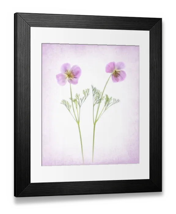 Framed Print : Usa, Maryland, Bethesda. Two poppies Framed Print : Usa, Maryland, Bethesda. Two poppies