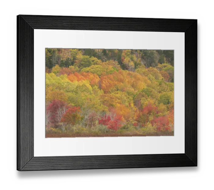 Framed Print : USA, Maine, Acadia National Park. Forest landscape in autumn colors