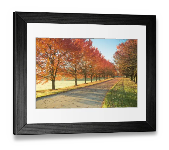 Framed Print : Sunlight row of maple trees in Michigan Framed Print : Sunlight row of maple trees in Michigan