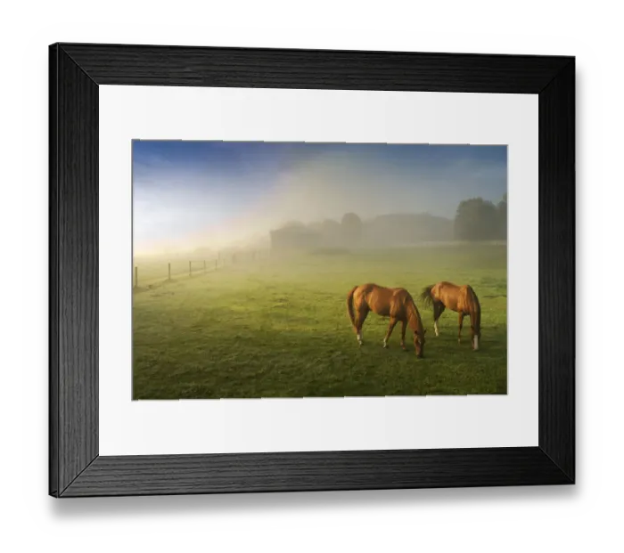 Framed Print : Horses in pasture, Michigan Framed Print : Horses in pasture, Michigan