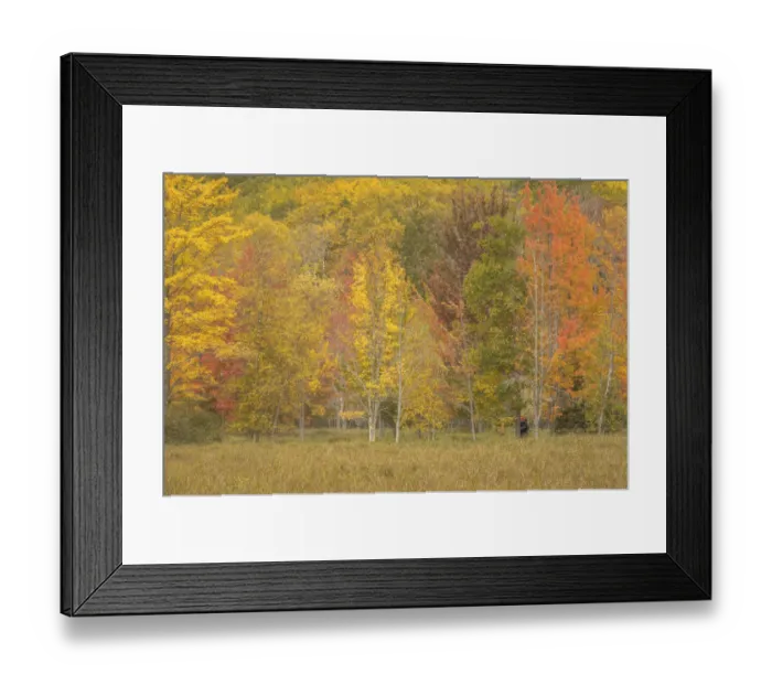 Framed Print : USA, Maine, Acadia National Park. Forest landscape in autumn colors Framed Print : USA, Maine, Acadia National Park. Forest landscape in autumn colors