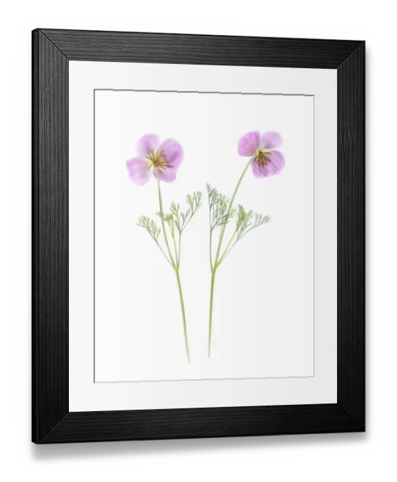 Framed Print : Usa, Maryland, Bethesda. Two poppies