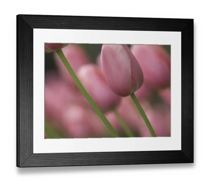 Framed Print : Pink tulips, Michigan Framed Print : Pink tulips, Michigan