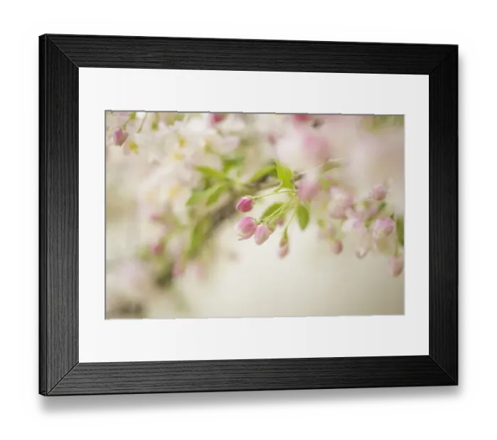 Framed Print : Crabapple tree of Western Michigan Framed Print : Crabapple tree of Western Michigan