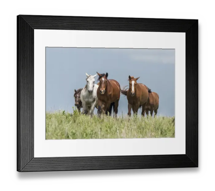 Framed Print : Wild horses in the Kansas Flint Hills