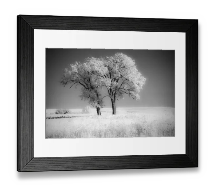 Framed Print : Trees of the Flint Hills in black and white infrared