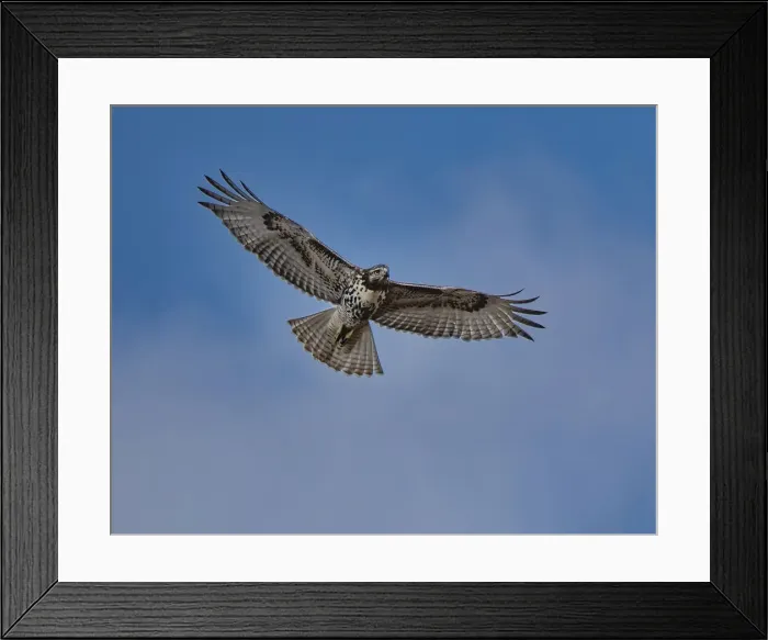 Framed Print : Hawk flying overhead Framed Print : Hawk flying overhead