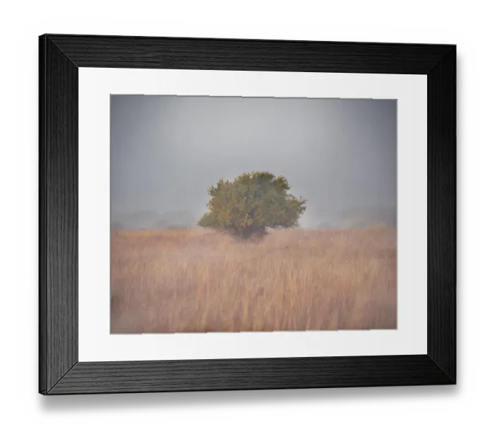 Framed Print : Tree in the fog Framed Print : Tree in the fog