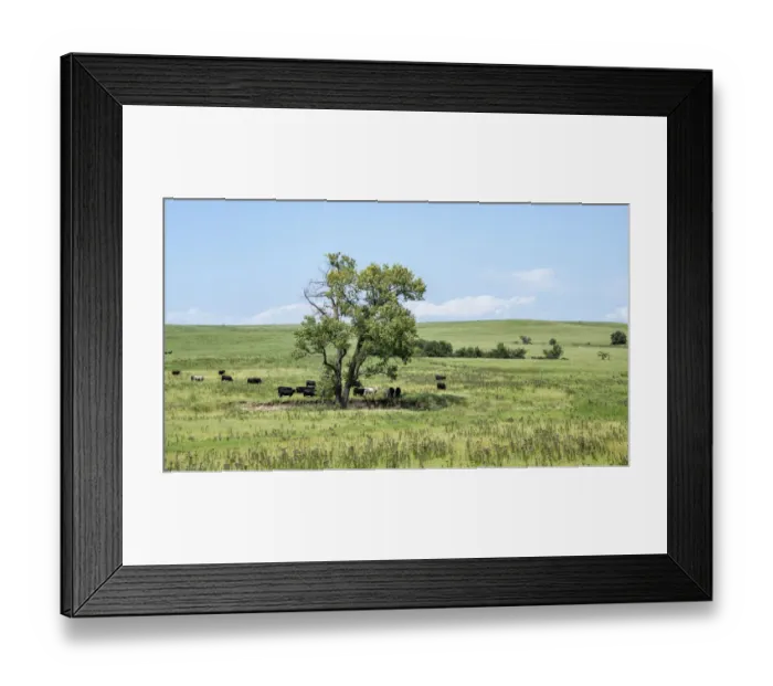 Framed Print : Large cottonwood tree in the Flint Hills of Kansas Framed Print : Large cottonwood tree in the Flint Hills of Kansas
