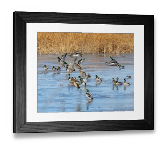 Framed Print : Ducks leaving the pond Framed Print : Ducks leaving the pond