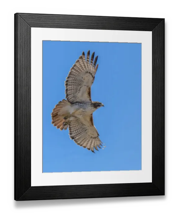Framed Print : Red-tailed hawk doing a fly by
