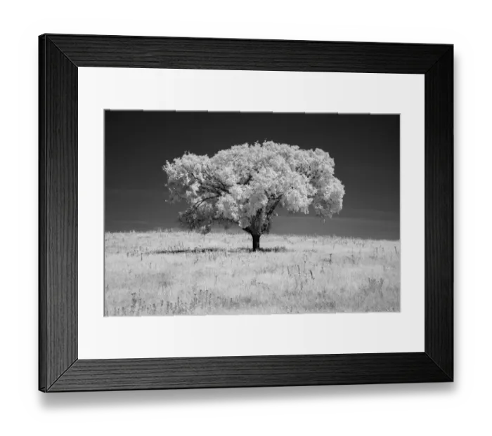 Framed Print : Lone tree in black and white Infrared Framed Print : Lone tree in black and white Infrared