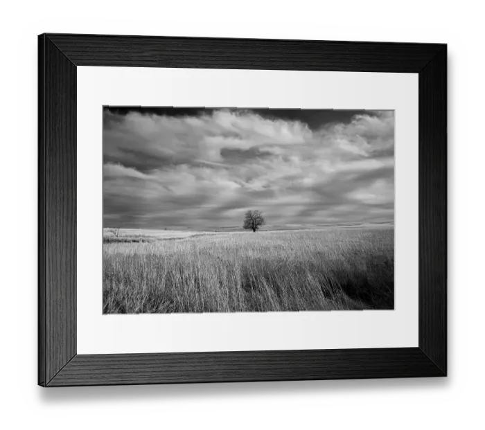 Framed Print : Lonely tree in the Kansas Flint Hills Framed Print : Lonely tree in the Kansas Flint Hills