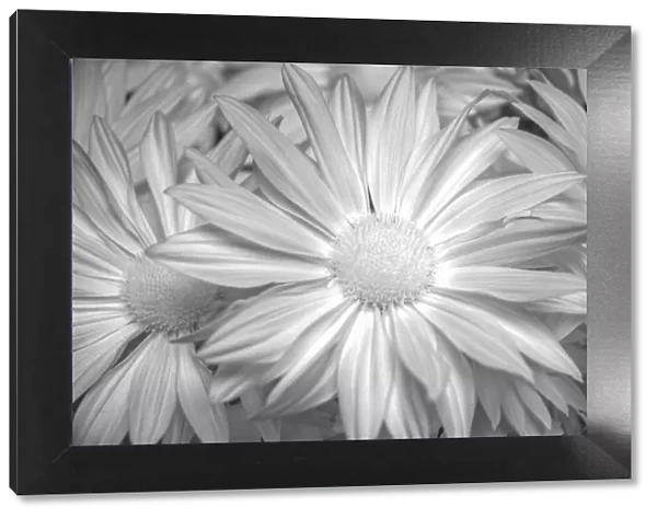 Barberton daisy in black and white infrared