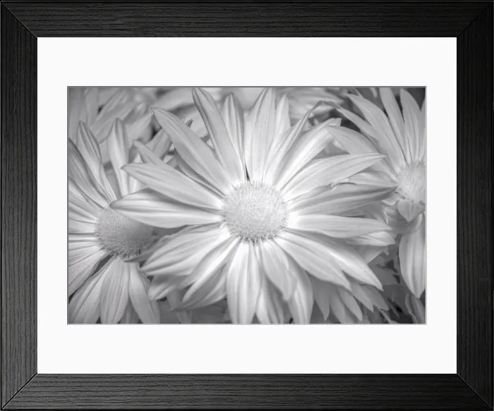 Framed Print : Barberton daisy in black and white infrared