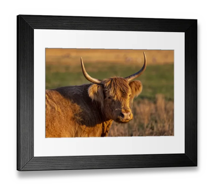 Framed Print : Highland Cattle in the Flathead Valley, Montana, USA Framed Print : Highland Cattle in the Flathead Valley, Montana, USA