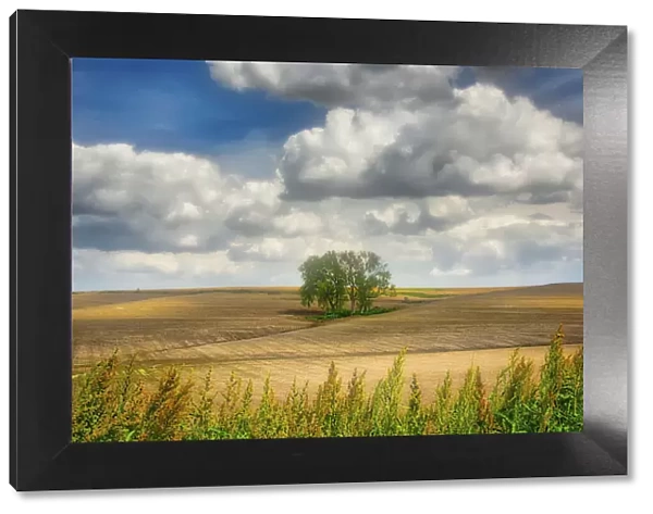 Tree in the middle of a plowed field