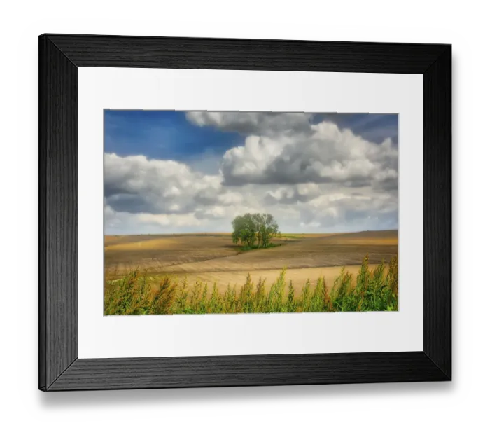 Framed Print : Tree in the middle of a plowed field Framed Print : Tree in the middle of a plowed field