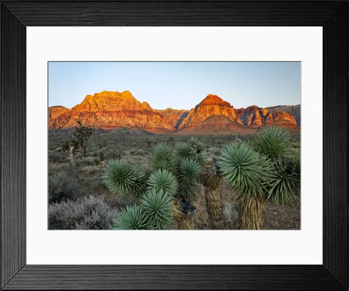Framed Print : Joshua tree, Yucca brevifolia and sunset on red rocks, Valley of Fire State Park, Nevada