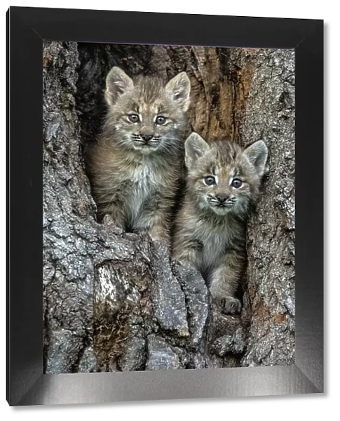 USA, Montana. Bobcat kittens in tree den