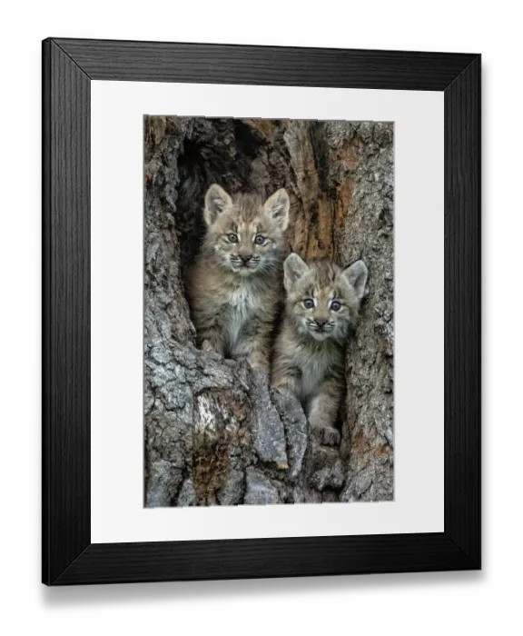 Framed Print : USA, Montana. Bobcat kittens in tree den Framed Print : USA, Montana. Bobcat kittens in tree den