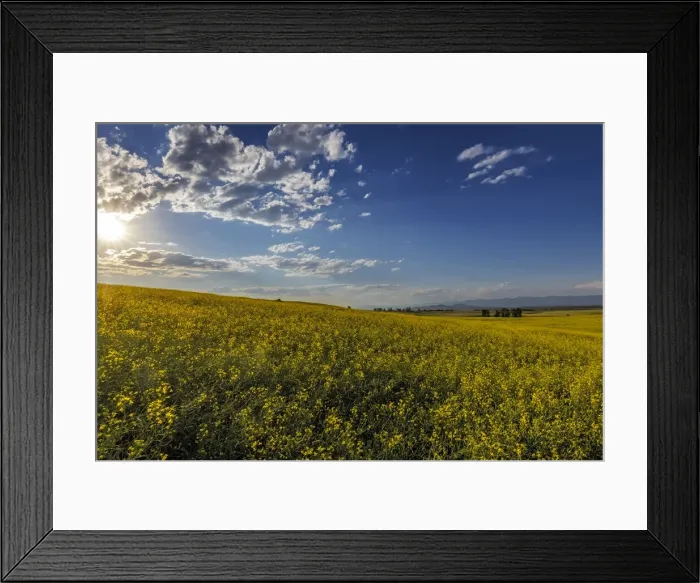 Framed Print : Flowering canola in the Flathead Valley, Montana, USA Framed Print : Flowering canola in the Flathead Valley, Montana, USA