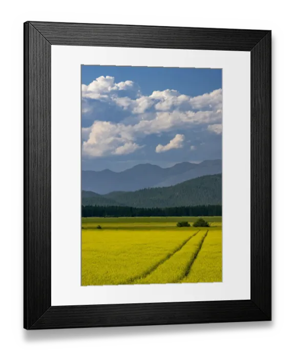 Framed Print : Flowering canola in the Flathead Valley, Montana, USA Framed Print : Flowering canola in the Flathead Valley, Montana, USA