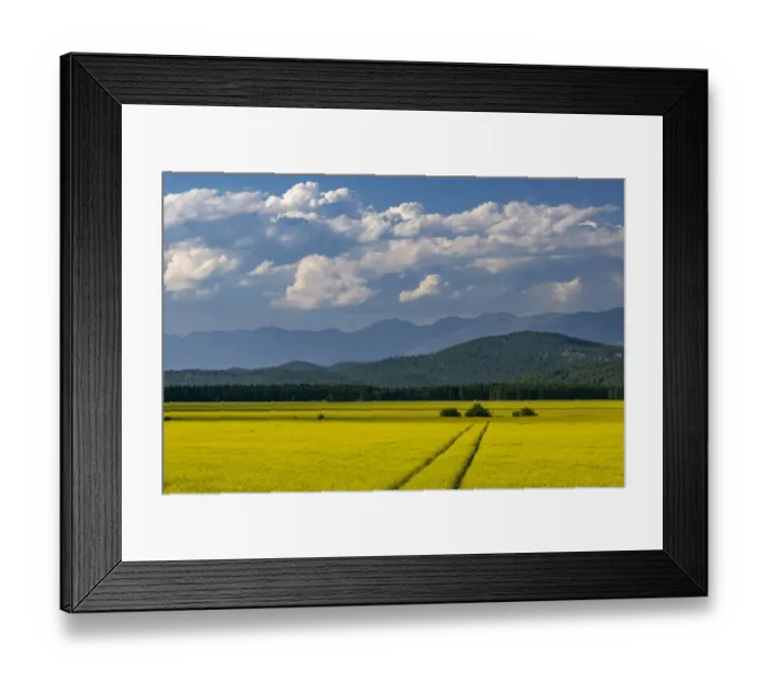 Framed Print : Flowering canola in the Flathead Valley, Montana, USA Framed Print : Flowering canola in the Flathead Valley, Montana, USA