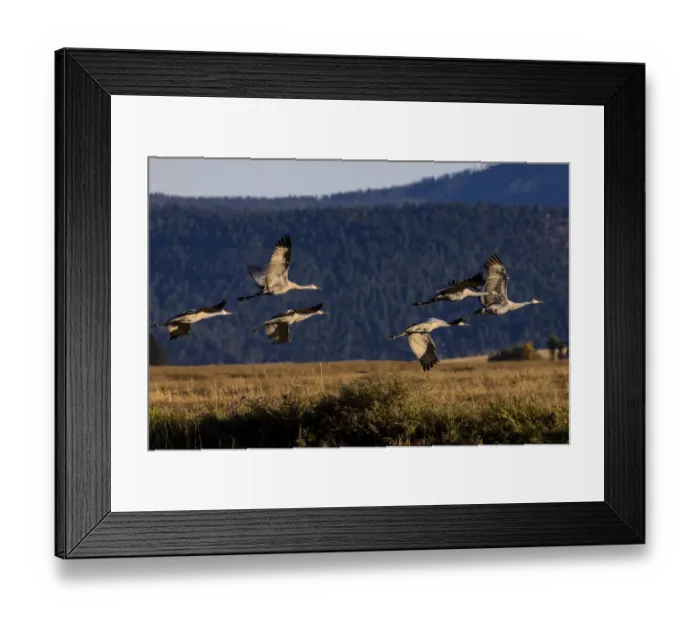 Framed Print : Sandhill Cranes take flight in the Flathead Valley, Montana, USA Framed Print : Sandhill Cranes take flight in the Flathead Valley, Montana, USA