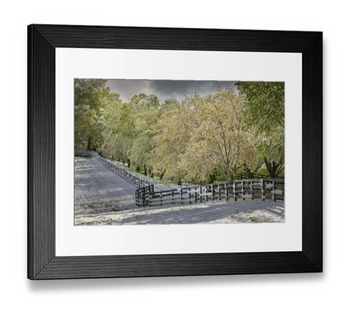 Framed Print : Light snow on trees in early spring, Louisville, Kentucky