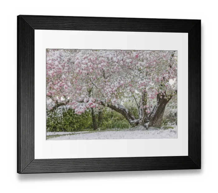 Framed Print : Light snow on pink dogwood tree in early spring, Louisville, Kentucky