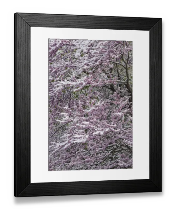 Framed Print : Light snow on Eastern redbud tree in early spring, Louisville, Kentucky Framed Print : Light snow on Eastern redbud tree in early spring, Louisville, Kentucky
