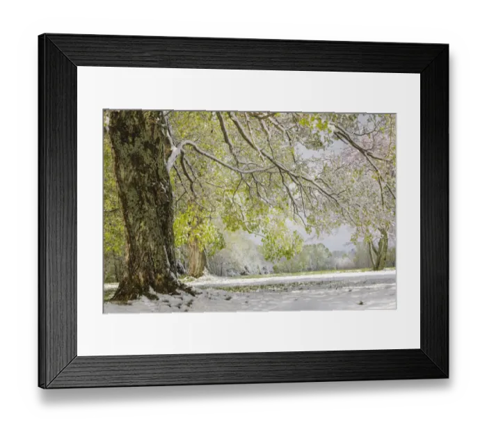 Framed Print : Light snow on overhanging branches in early spring, Louisville, Kentucky Framed Print : Light snow on overhanging branches in early spring, Louisville, Kentucky