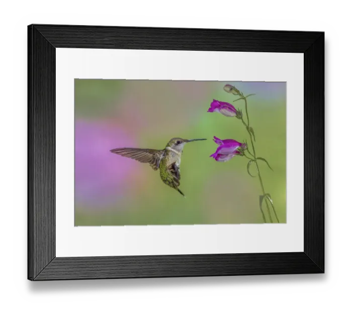 Framed Print : Female Ruby-throated hummingbird flying around flower, Louisville, Kentucky Framed Print : Female Ruby-throated hummingbird flying around flower, Louisville, Kentucky
