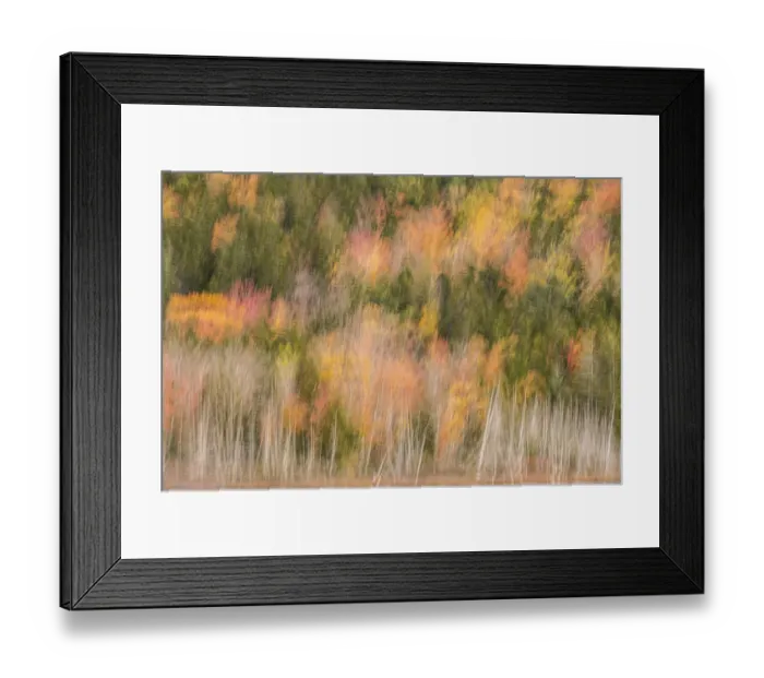 Framed Print : USA, Maine, Acadia National Park. Forest abstract