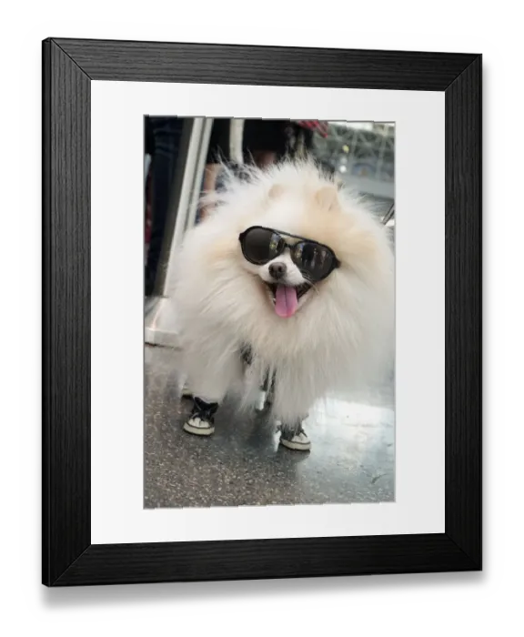 Framed Print : New York City, New York, USA. Small fluffy dog wearing sneakers and sunglasses Framed Print : New York City, New York, USA. Small fluffy dog wearing sneakers and sunglasses