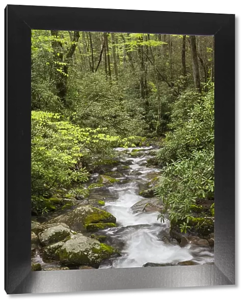 Cascading mountain stream, Great Smoky Mountains National Park, Tennessee, North Carolina
