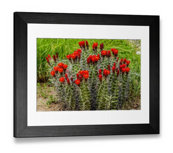 Framed Print : Hedgehog cactus, Botanical Park, Albuquerque, New Mexico Framed Print : Hedgehog cactus, Botanical Park, Albuquerque, New Mexico