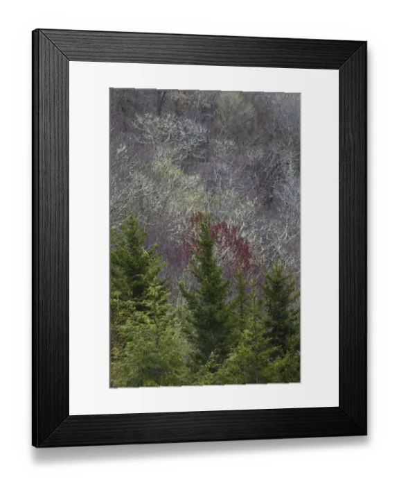 Framed Print : Lichen covered trees at high elevation, Great Smoky Mountains National Park, North Carolina Framed Print : Lichen covered trees at high elevation, Great Smoky Mountains National Park, North Carolina