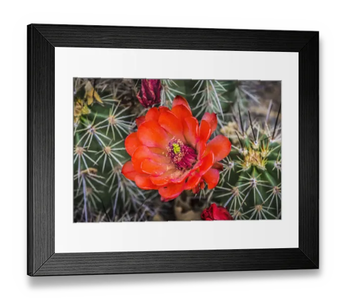 Framed Print : Hedgehog cactus, Botanical Park, Albuquerque, New Mexico