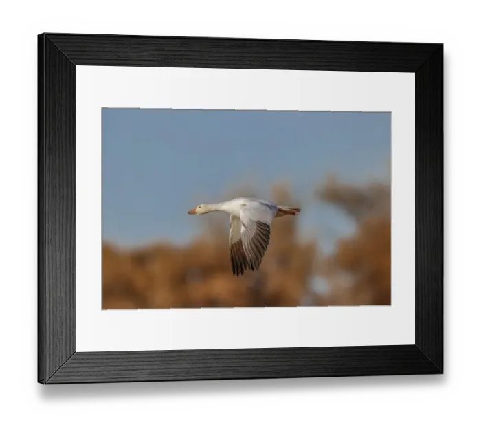 Framed Print : Snow goose flying. Bosque del Apache National Wildlife Refuge, New Mexico Framed Print : Snow goose flying. Bosque del Apache National Wildlife Refuge, New Mexico