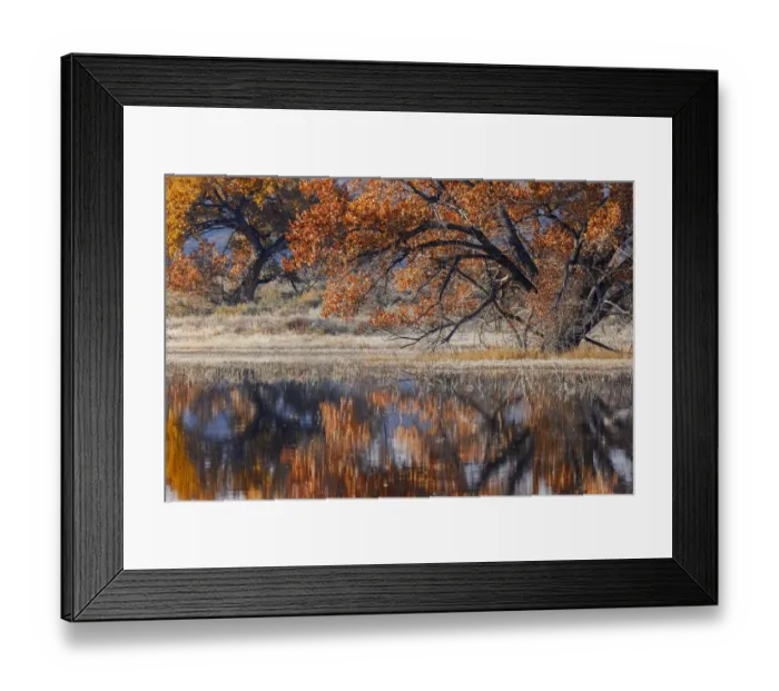 Framed Print : Cottonwood tree reflecting on pond, Bosque del Apache National Wildlife Refuge, New Mexico