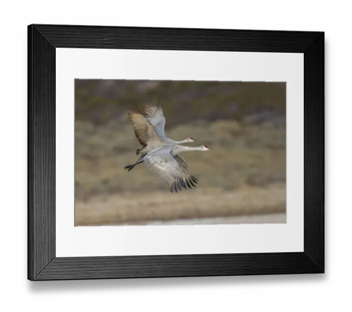 Framed Print : Sandhill crane flying. Bosque del Apache National Wildlife Refuge, New Mexico Framed Print : Sandhill crane flying. Bosque del Apache National Wildlife Refuge, New Mexico